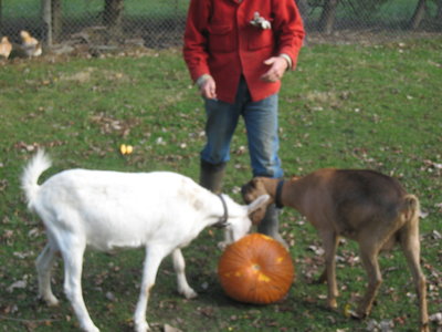 goatpumpkin7.JPG