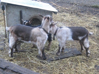 Tree goats