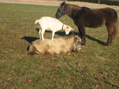 The white one in the pic.
