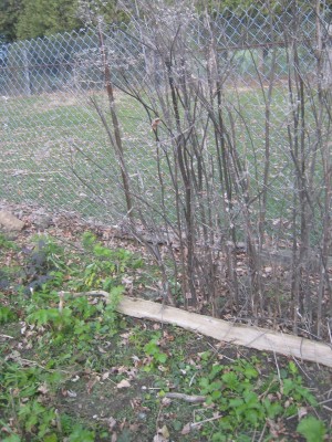 Parsnips, Old behind, young in foreground