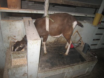 Here she can't lay down but rig not cutting in and causing discomfort.