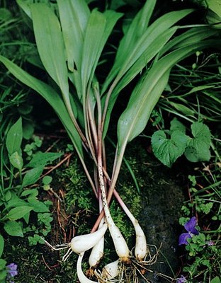 Wild Leek.jpg