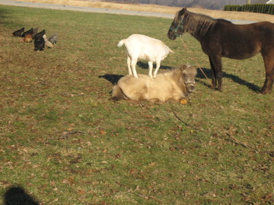 Horse goat chickens.JPG
