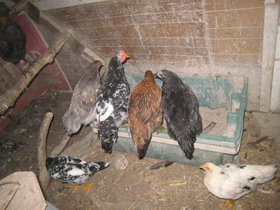 Three on left are roo's mottled below is pullet