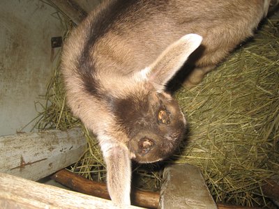 Hour after disbudding