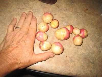 Seed potatoes by Muffin, grown by Farrier