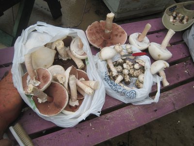 Field mushrooms, the lot