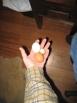 Falcon Egg with two chicken eggs