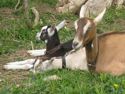 Priya and babies