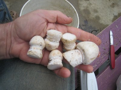 Field mushrooms, small unopened, just emerged