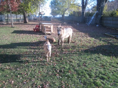 Wonderful day, new doghouse/clothesline and stand.