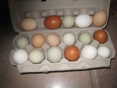 Eggs.JPG