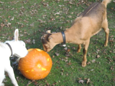 goatpumpkin9.JPG