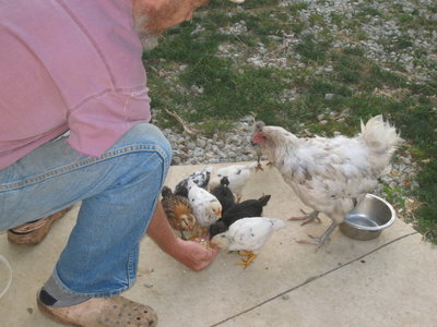 Mailed eggs, month old