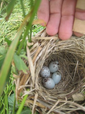 RedWingBlackBirdNest.jpg