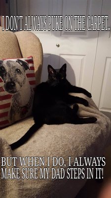201609_cat.jpg