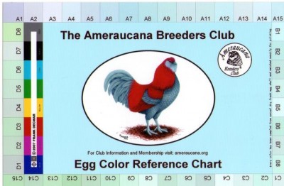 Ameraucana egg shell chart.jpg