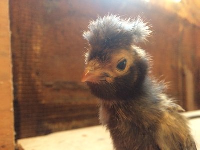 BabyBedHead.jpg