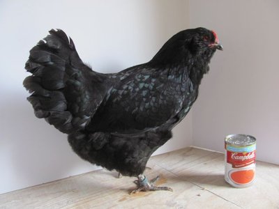 1 hen A.jpg