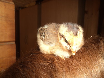 160704_roosting chick.jpeg
