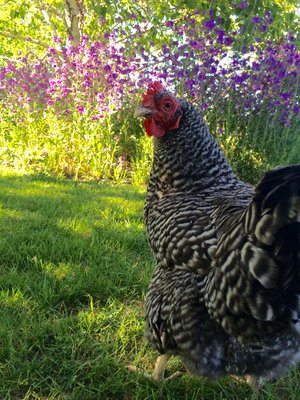 Chicken and phlox.JPG