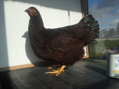 RIR Pullet 20161485990031.jpg