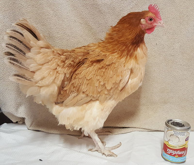 wheaten marans young pullet.jpg