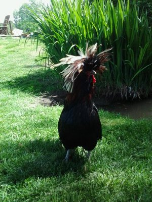 Silkie.jpg