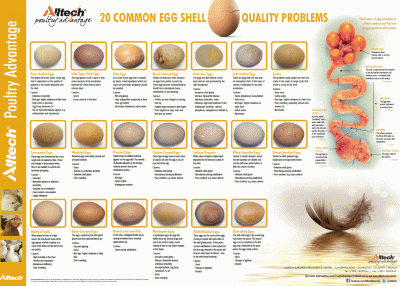 alltech_Egg_Quality_Chart.GIF