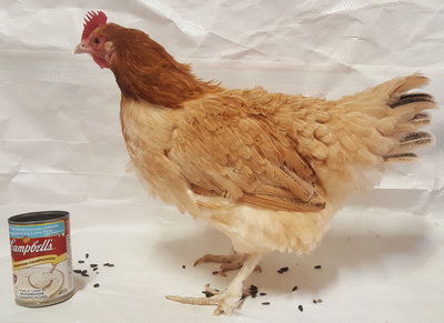 wheaten marans young pullet 2.jpg