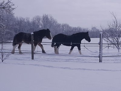 WalkingInWinterWonderland.jpg