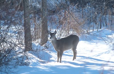 Deer in the snow.jpg