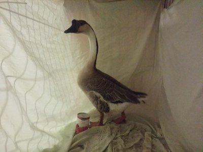 goose.jpg