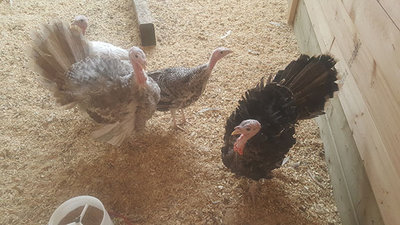 Big tom turkeys.jpg