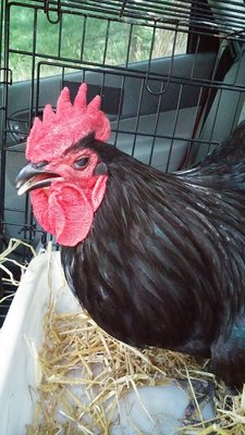 20160804_204118.jpg