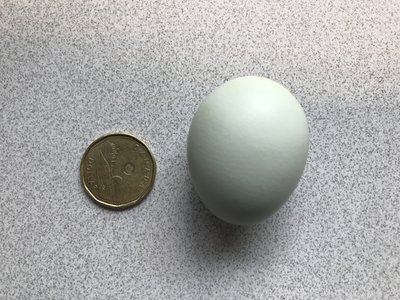 Banty Easter Egger Egg.JPG