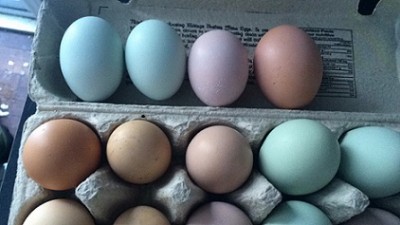 colouredeggs.jpg