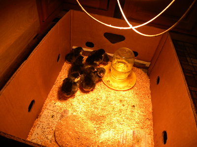 DSCN4261.JPG