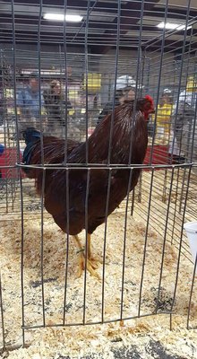 Reserve Champion of Class- Buckeye Cockerel 5 months