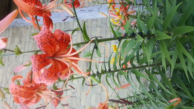 20160727_183931.jpg