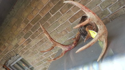 2013 buck antlers.jpg