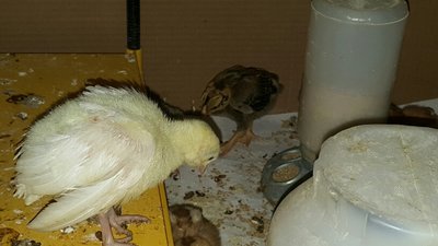 20160414_065335_resized.jpg