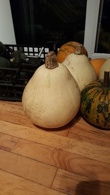 fortna pumpkin.jpg