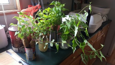 sweetpotatoshoots.jpg