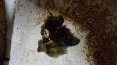 ducks.jpg