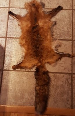 fox pelt tanned 2.jpg