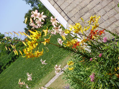 lilies.jpg