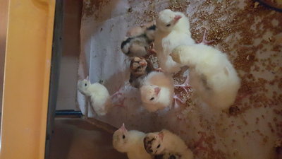 IMG-20160401-WA0004.jpeg