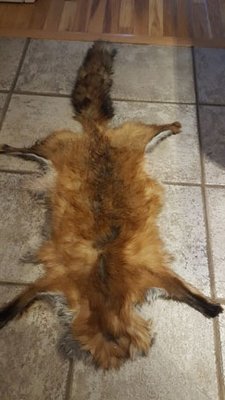 fox pelt tanned.jpg