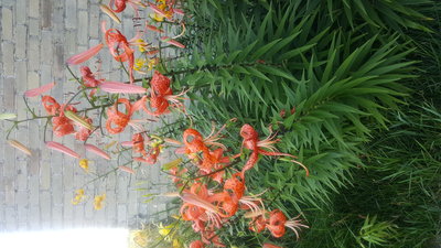 20160727_183925.jpg